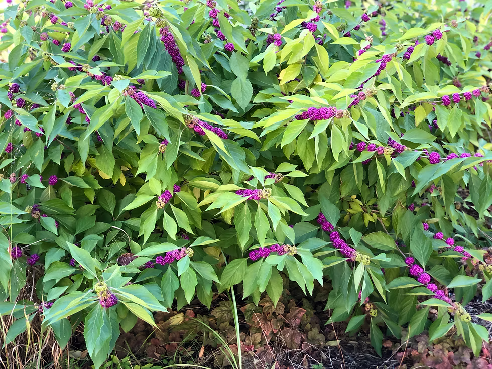 Callicarpa Rubella (Beauty Berry)