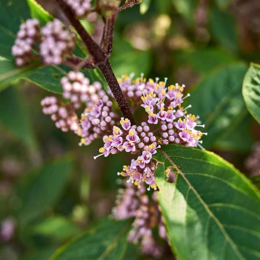 Callicarpa Rubella (Beauty Berry)