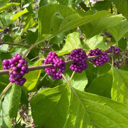 Callicarpa Rubella (Beauty Berry)