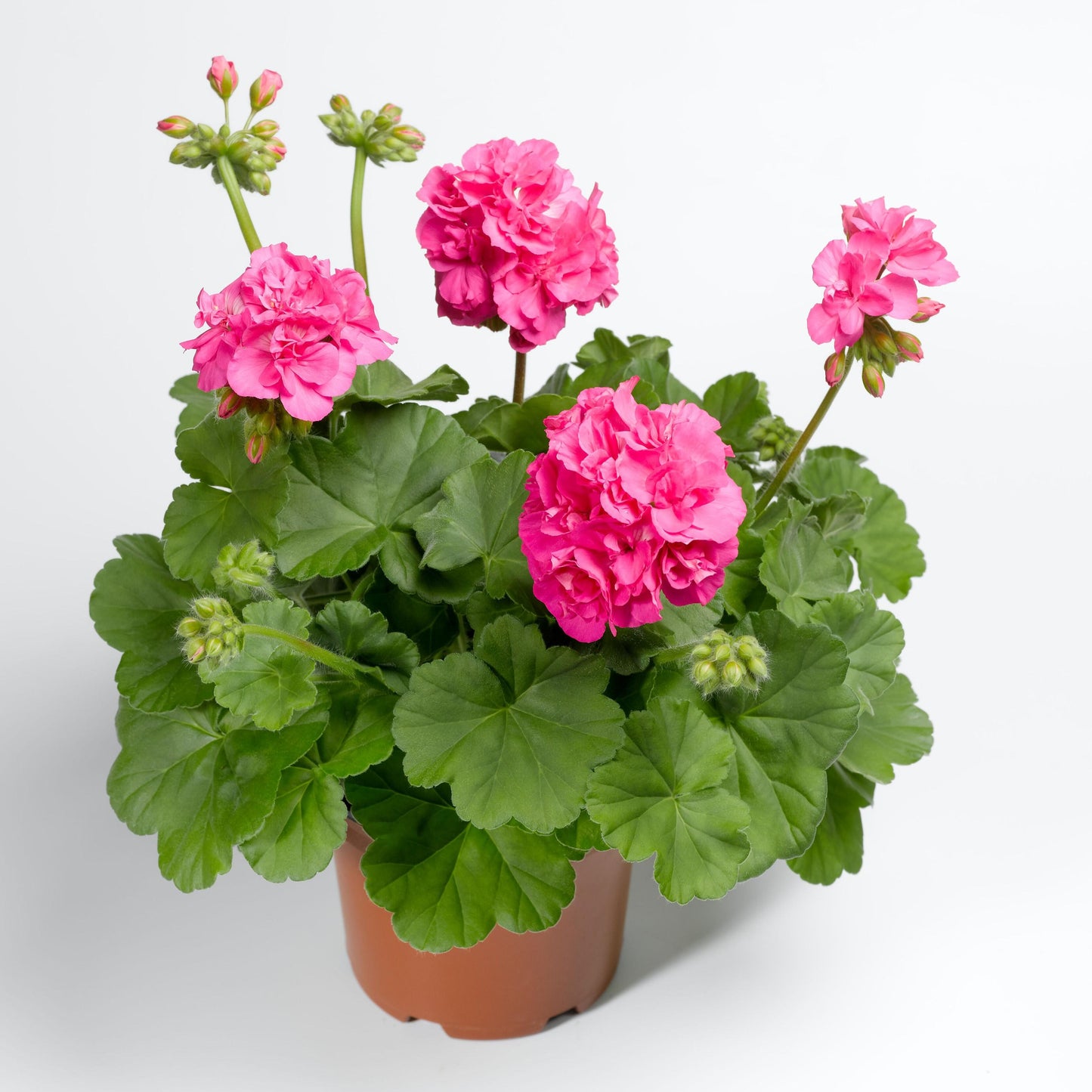 Geranium ‘Calliope Big Pink’ (Calliope Big Pink Geranium)
