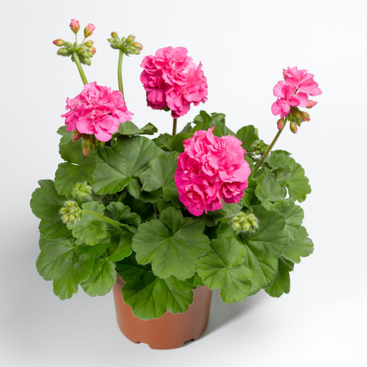 Geranium ‘Calliope Big Pink’ (Calliope Big Pink Geranium)