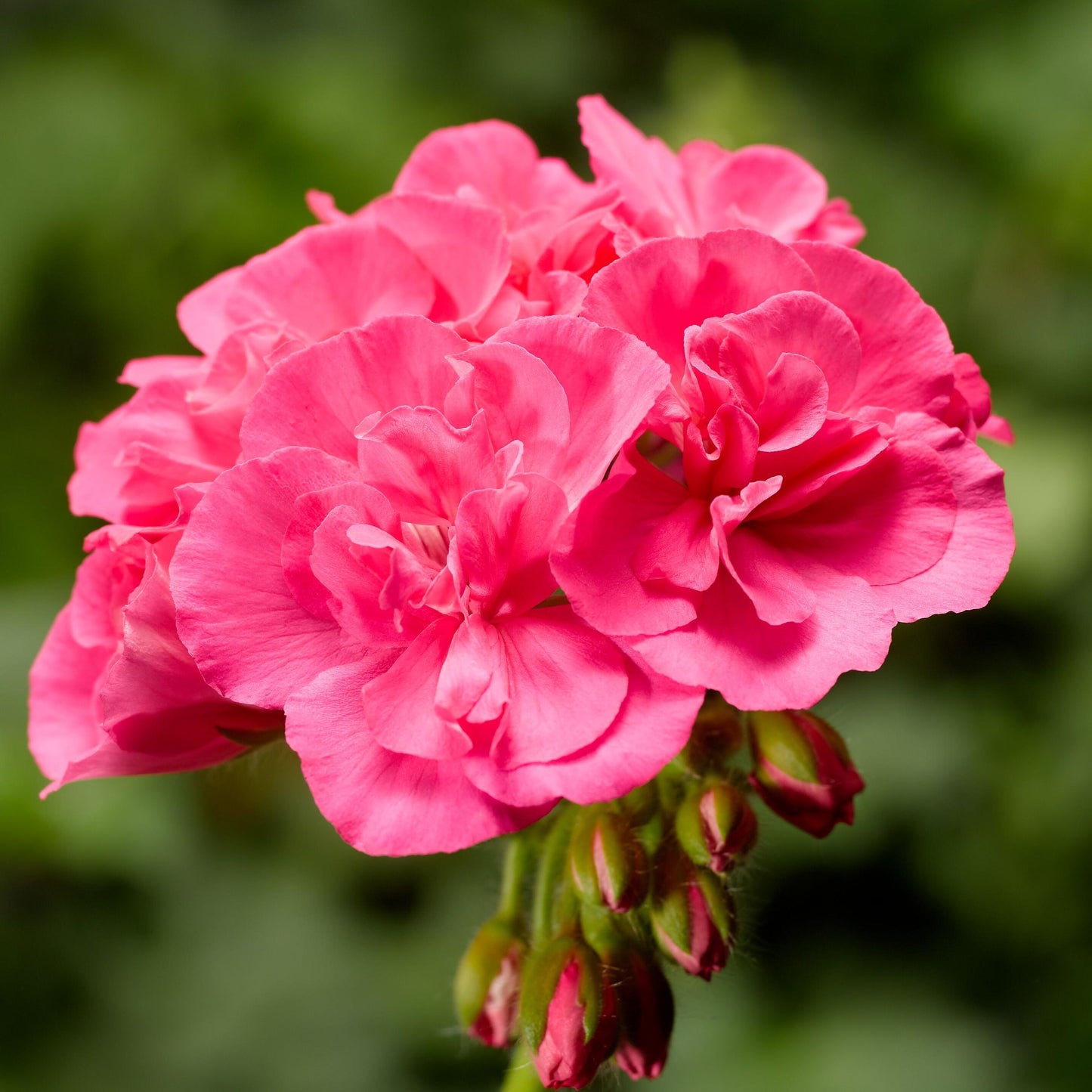 Geranium ‘Calliope Big Pink’ (Calliope Big Pink Geranium)