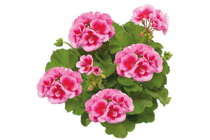 Geranium ‘Calliope Big Pink’ (Calliope Big Pink Geranium)