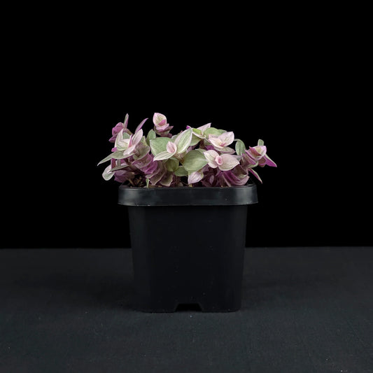 Callisia repens 'Pink Lady' (Pink Lady Hanging Baskets)