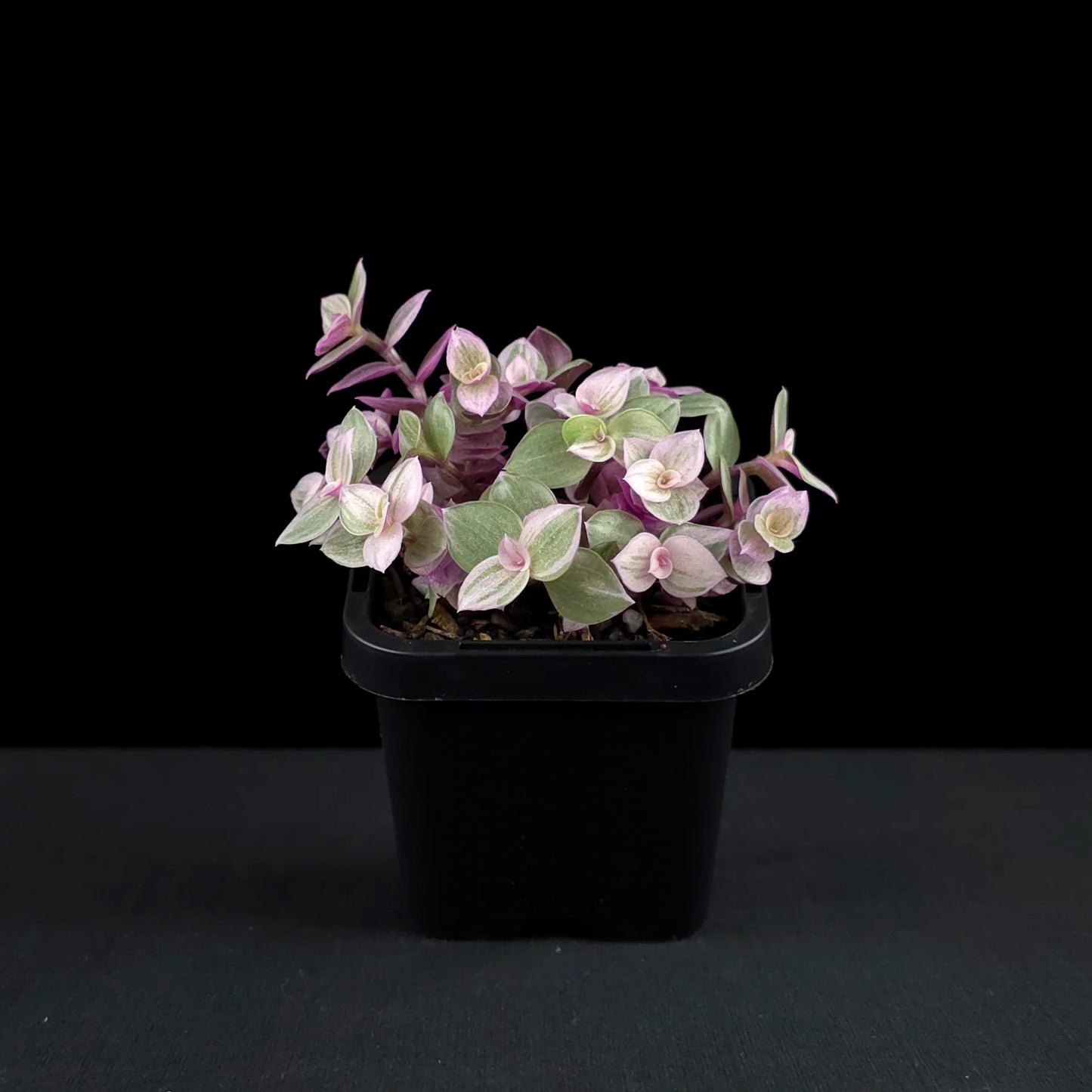 Callisia repens 'Pink Lady' (Pink Lady Hanging Baskets)