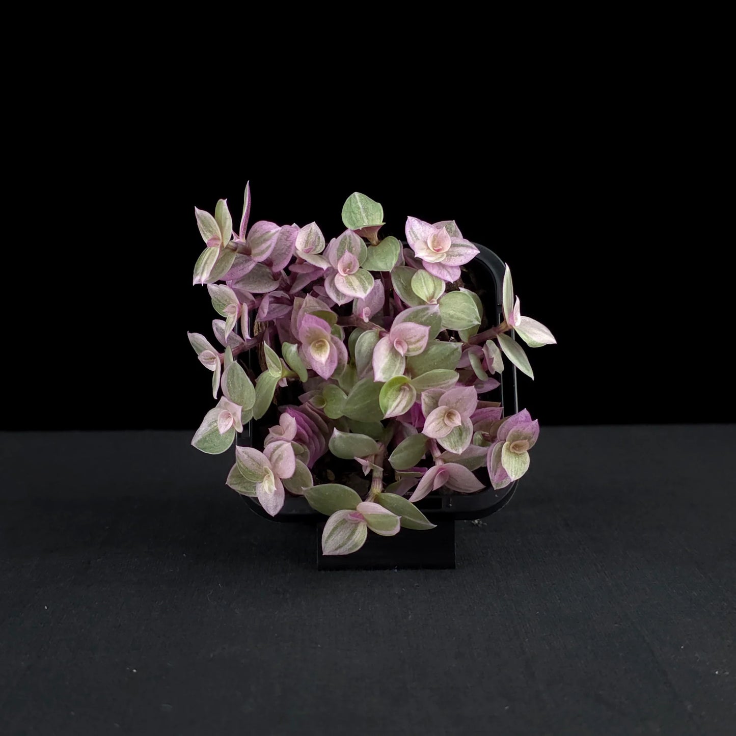 Callisia repens 'Pink Lady' (Pink Lady Hanging Baskets)