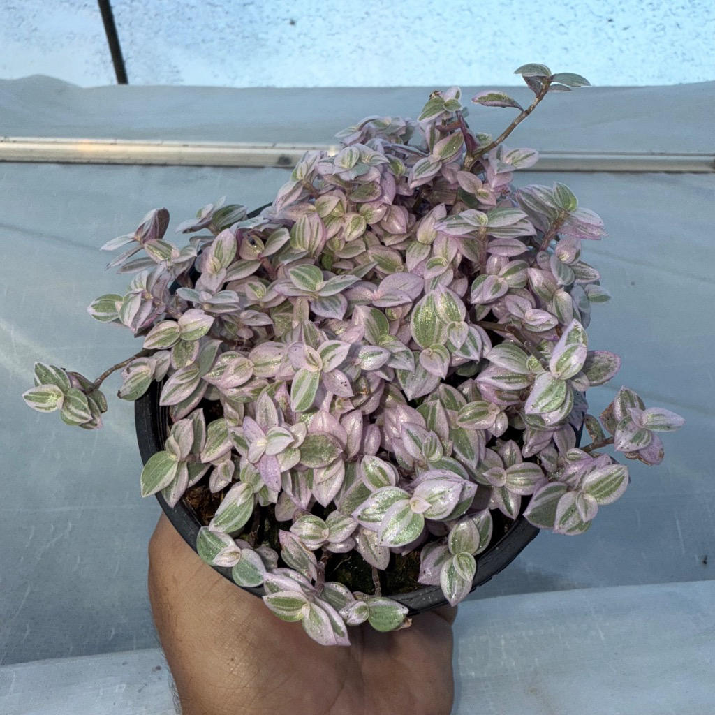 Callisia repens ‘Pink Panther’ (Pink Panther Plant)