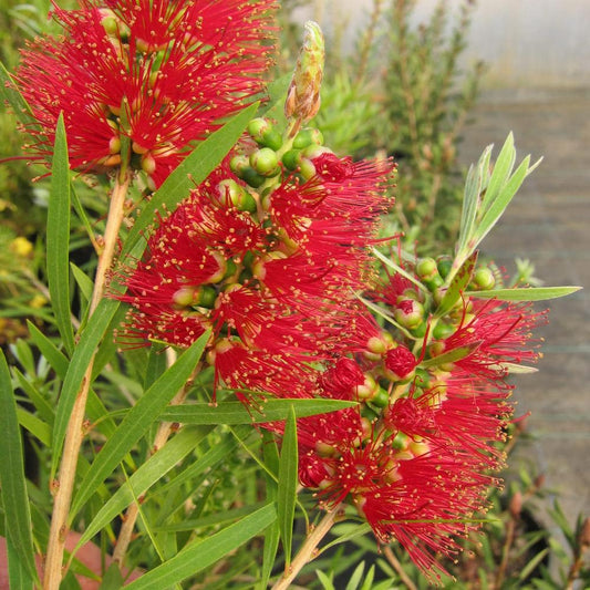 Callistemon Shannon (Shannon Bottlebrush)