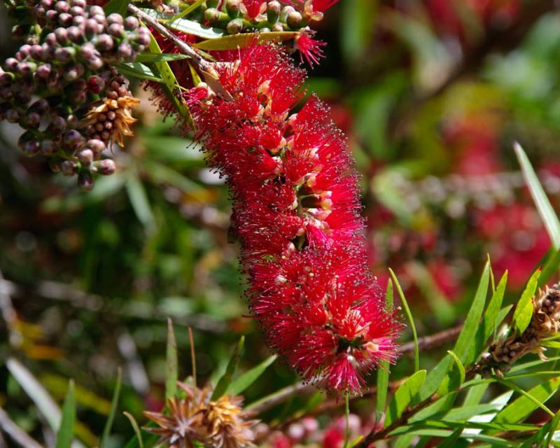 Callistemon viminalis ‘Rose Opal’ (Bottlebrush ‘Rose Opal’)