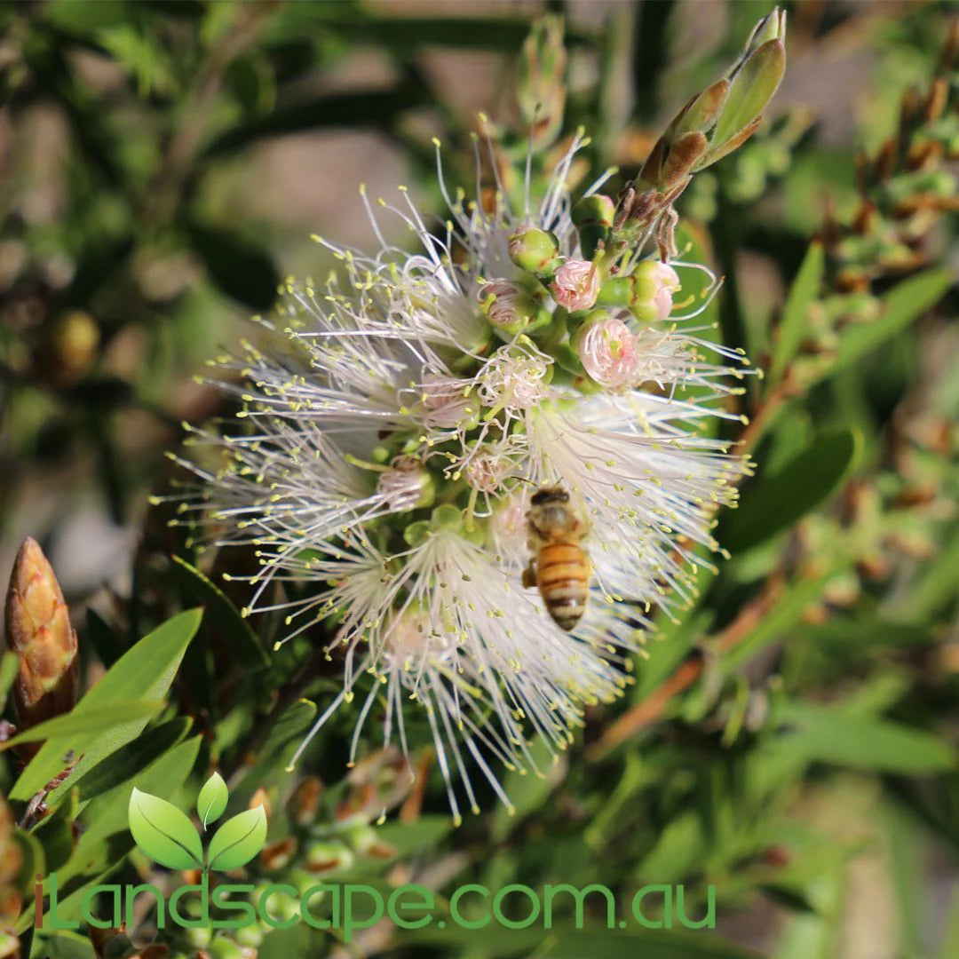 Callistemon Spp. ‘CNU07’ Snow Burst™ (Snow Burst Bottlebrush)