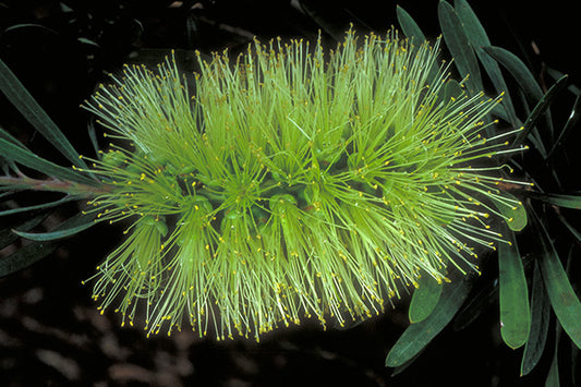 Callistemon pachyphyllus 'Green' (Green Bottlebrush)