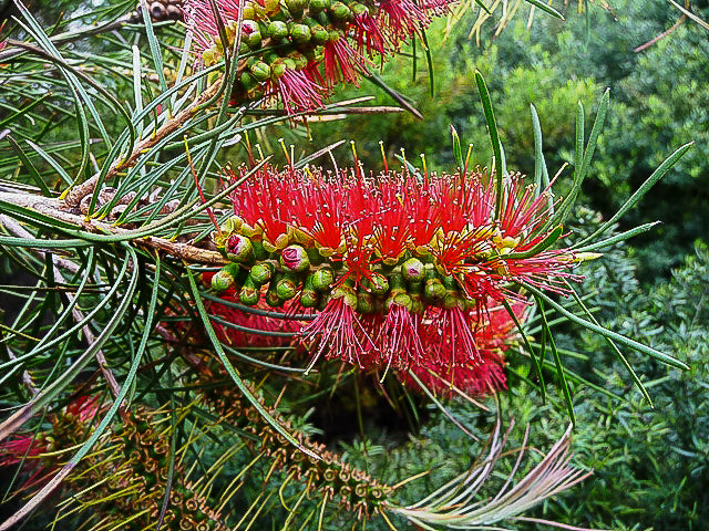 Callistemon pinifolius (Pine-leaved Bottlebrush)