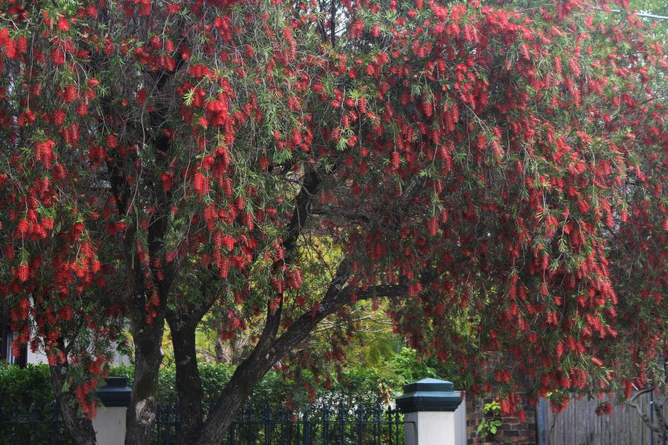 Callistemon Bottlebrush Vibrant Hardy Australian Native Nursery callistemon-bottlebrush-vibrant-hardy-australian-native-nursery