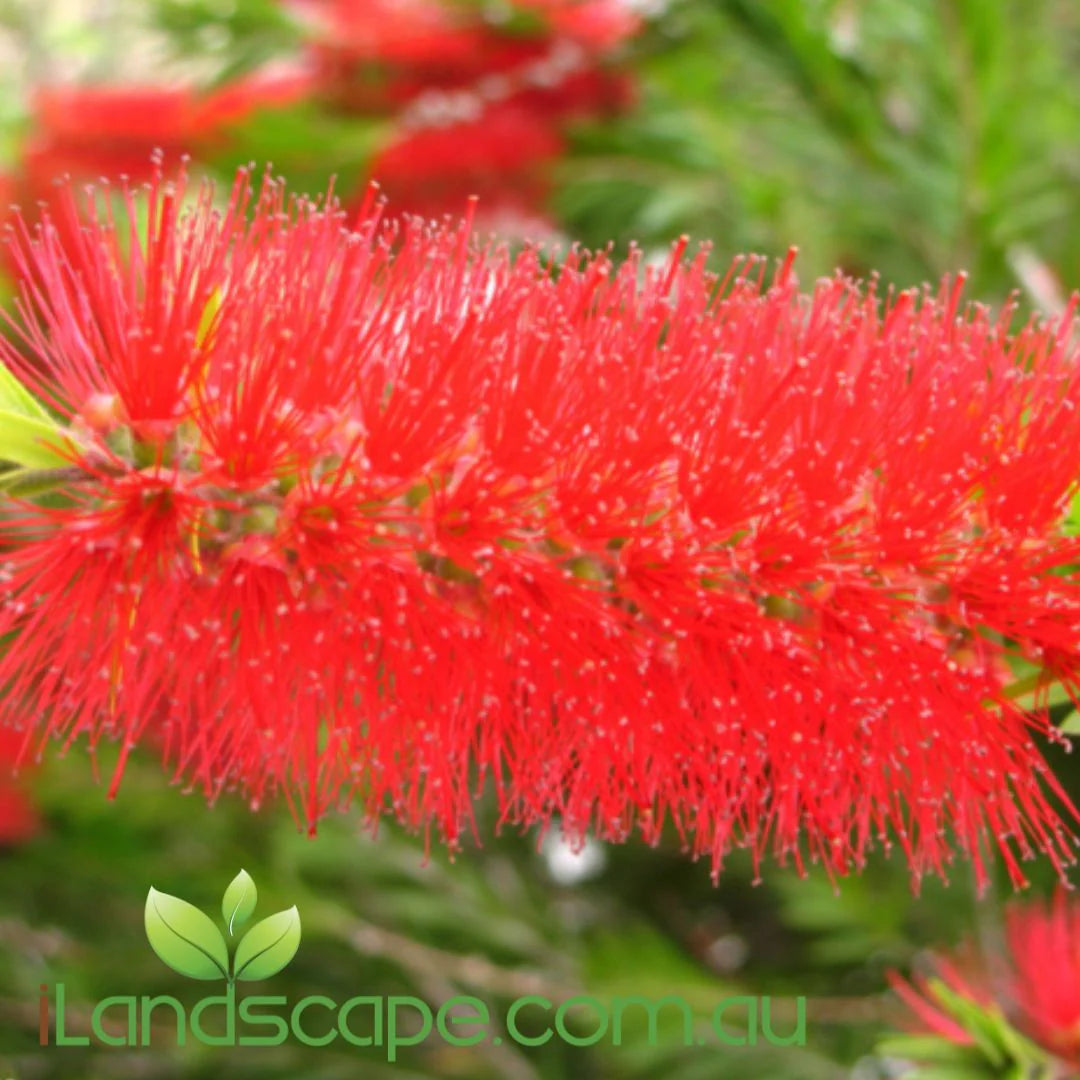 Callistemon Viminalis ‘Prolific’ (Prolific Bottlebrush)