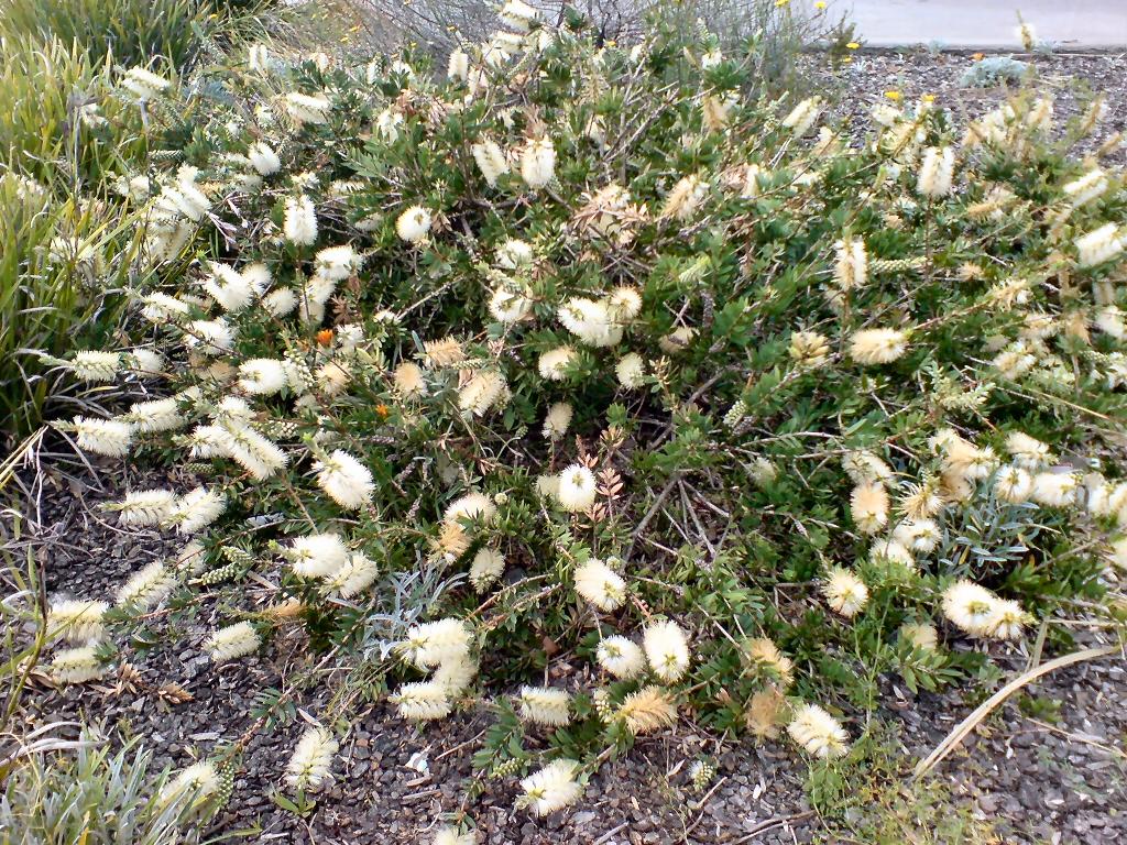 Callistemon Citrinus ‘White Anzac’ (White Anzac Bottlebrush)