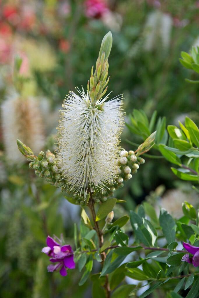 Callistemon Citrinus ‘White Anzac’ (White Anzac Bottlebrush)