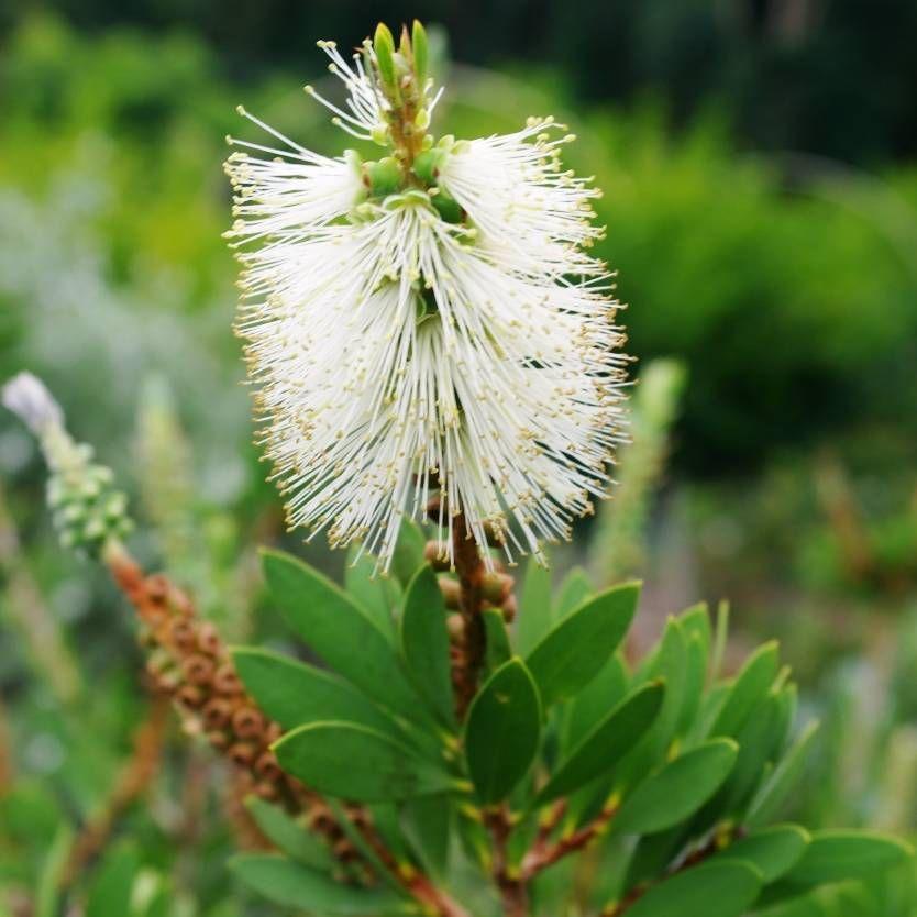Callistemon Citrinus ‘White Anzac’ (White Anzac Bottlebrush)