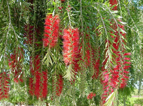 Callistemon Hannah Ray (Hannah Ray Bottlebrush)