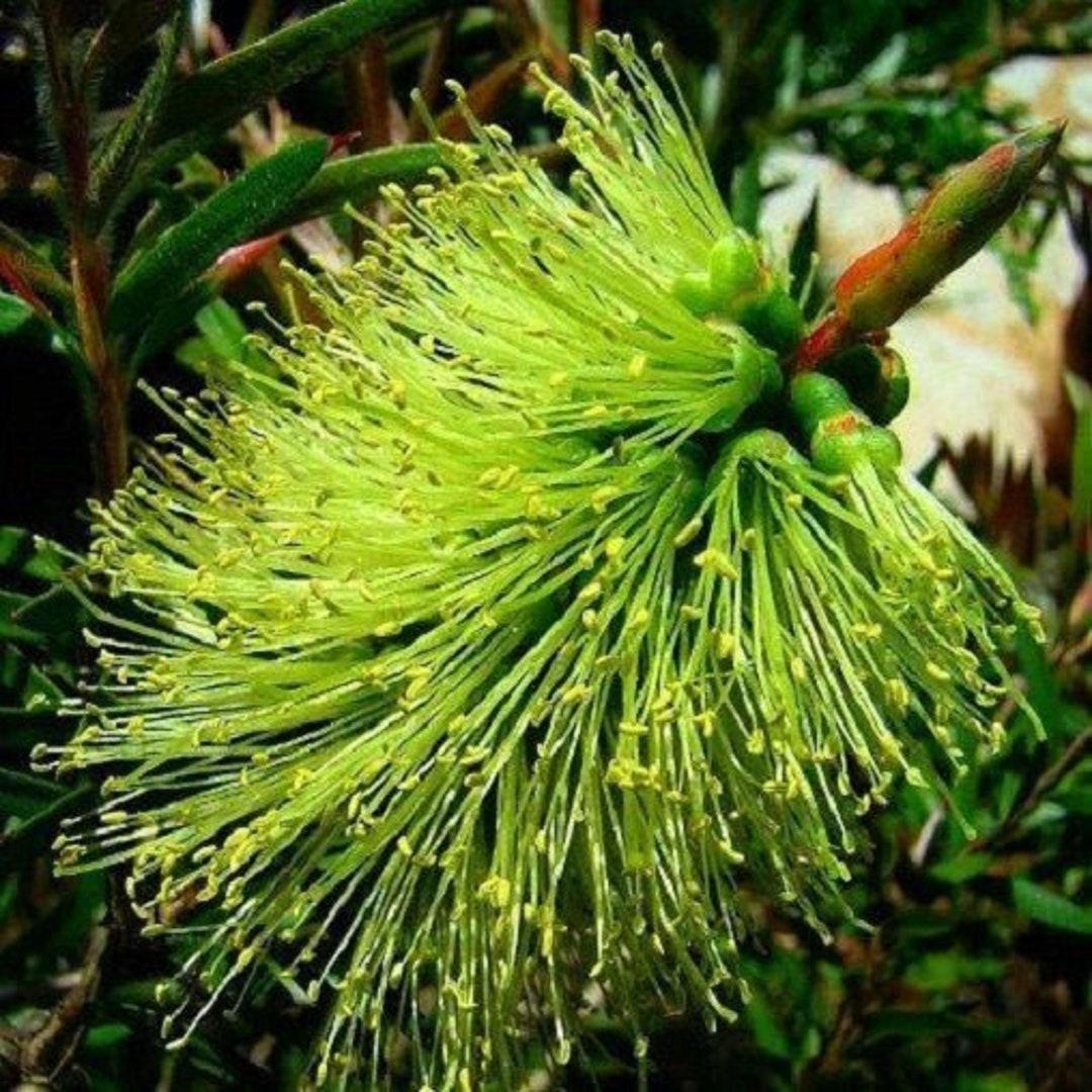 Callistemon Pinifolius 'Green' (Green Pine-Leaf Bottlebrush)
