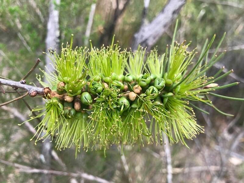 Callistemon Pinifolius 'Green' (Green Pine-Leaf Bottlebrush)