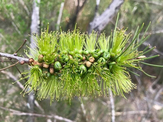 Callistemon Pinifolius 'Green' (Green Pine-Leaf Bottlebrush)