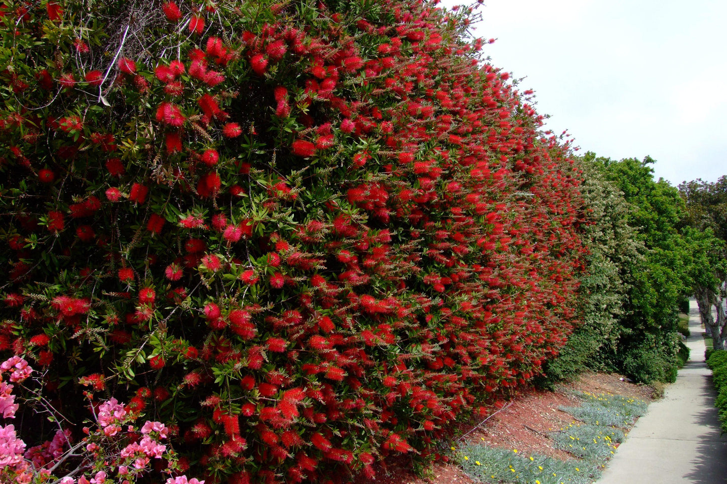 Callistemon Salignus 'Tangerine' (Tangerine Bottlebrush)