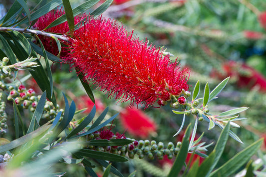 Callistemon Salignus 'Tangerine' (Tangerine Bottlebrush)