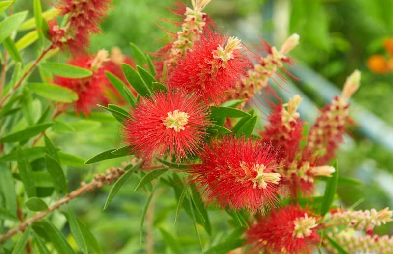 Callistemon Salignus 'Tangerine' (Tangerine Bottlebrush)