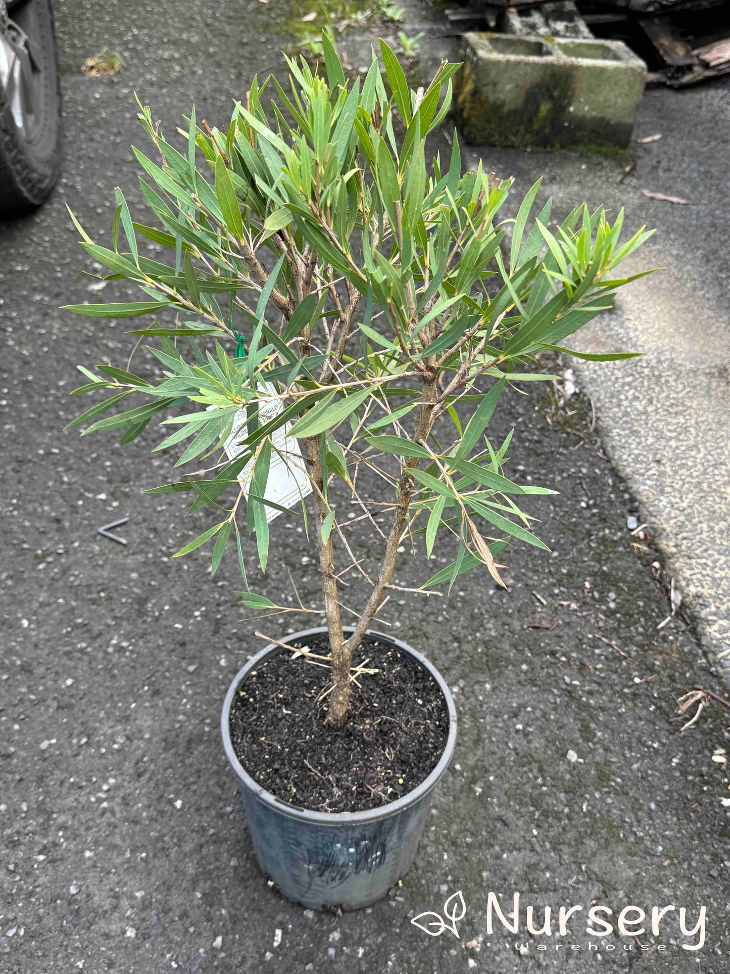 Callistemon Viminalis Wilderness White (Wilderness White Bottlebrush)