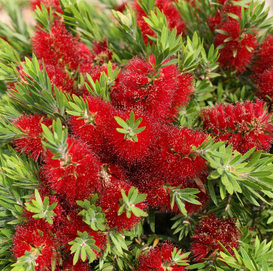 Callistemon Viminalis ‘Green Envy’ CS003 PBR (Green Envy Bottlebrush)