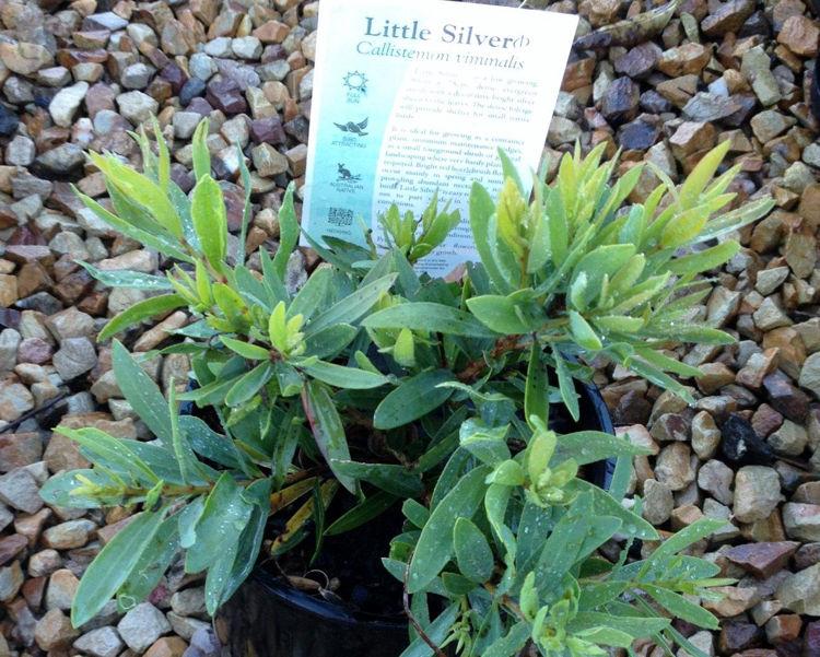 Callistemon Viminalis 'Little Silver' (Weeping Bottlebrush)