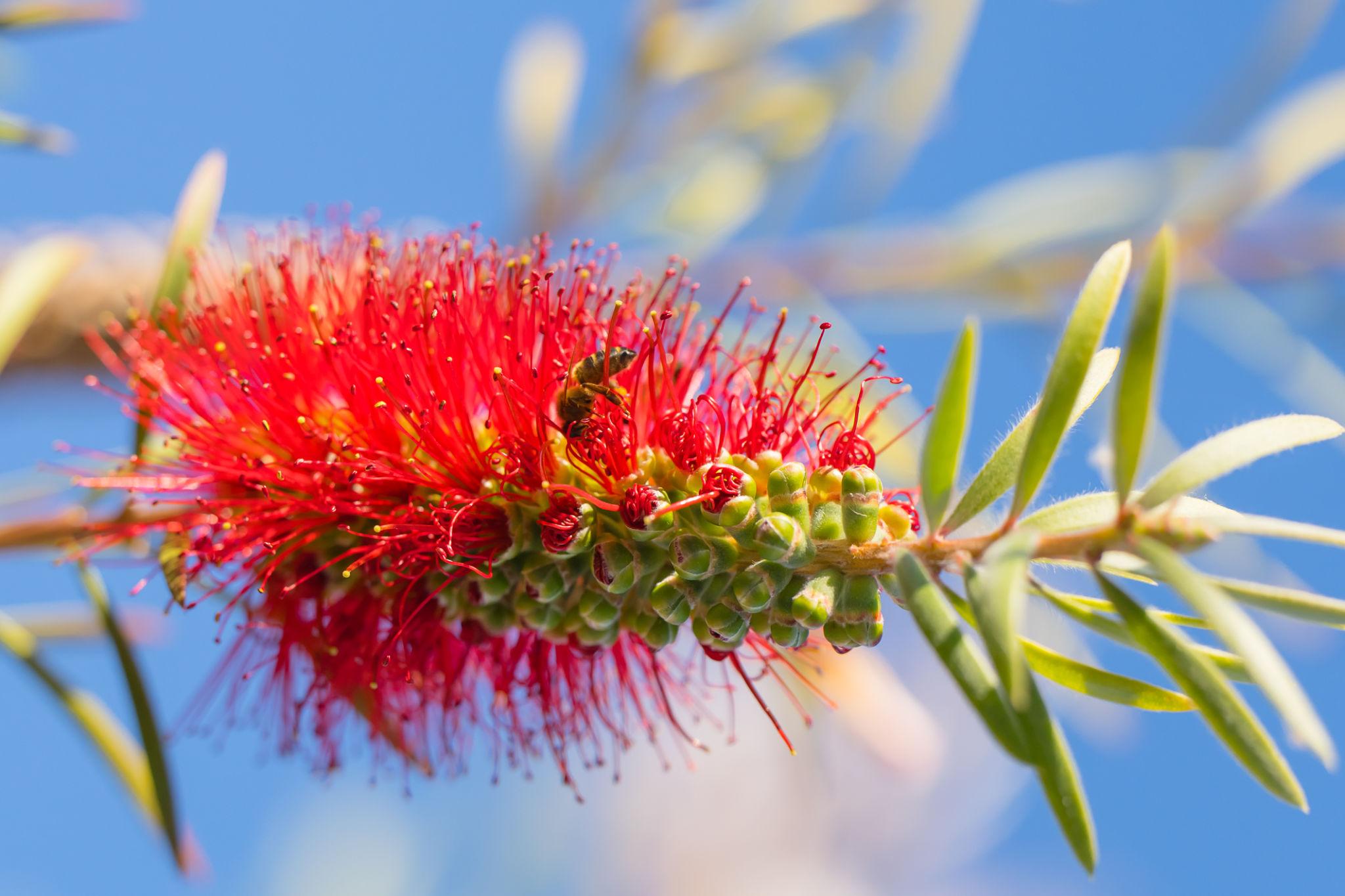 Callistemon Viminalis 'Little Silver' (Weeping Bottlebrush)