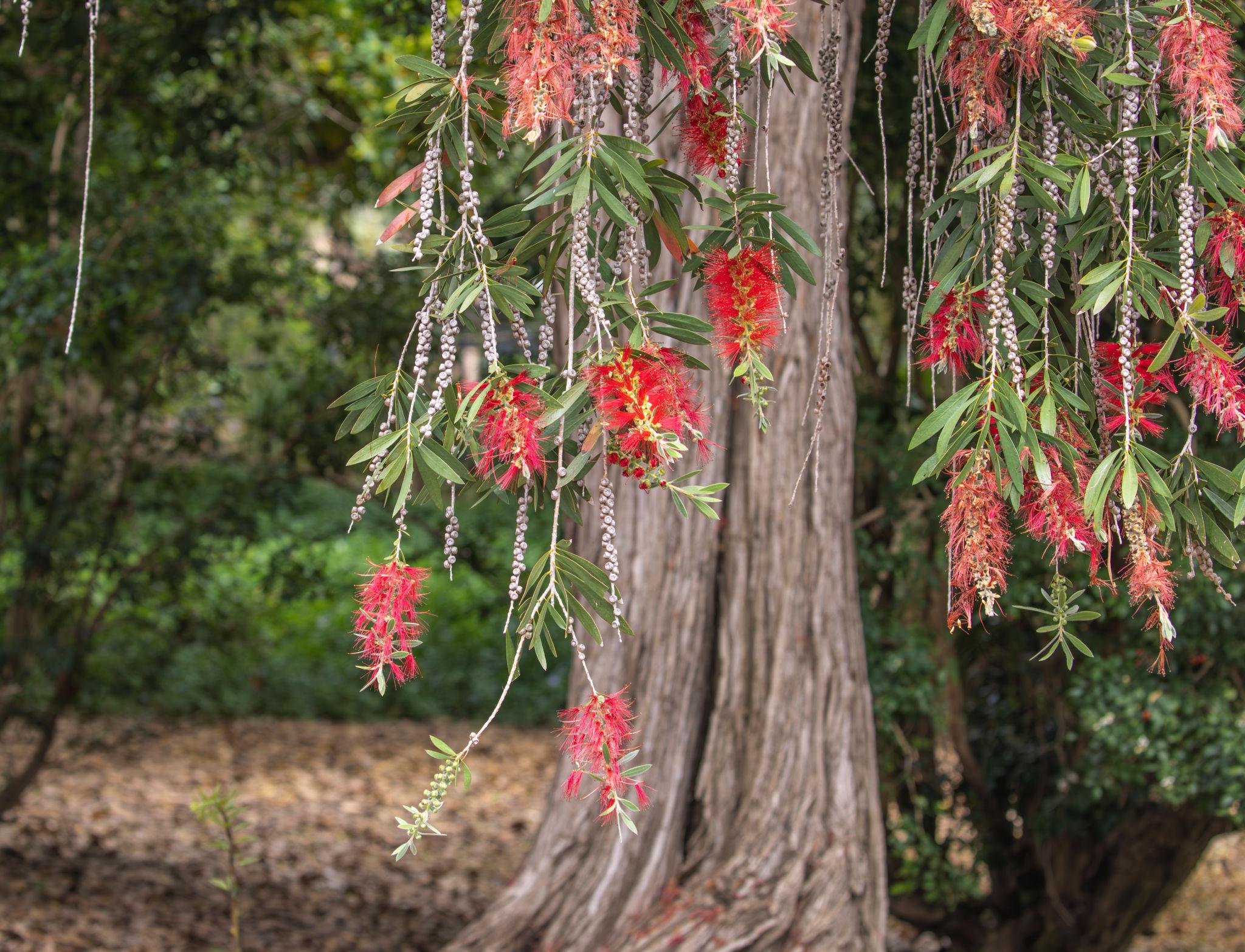 Callistemon Viminalis 'Little Silver' (Weeping Bottlebrush)
