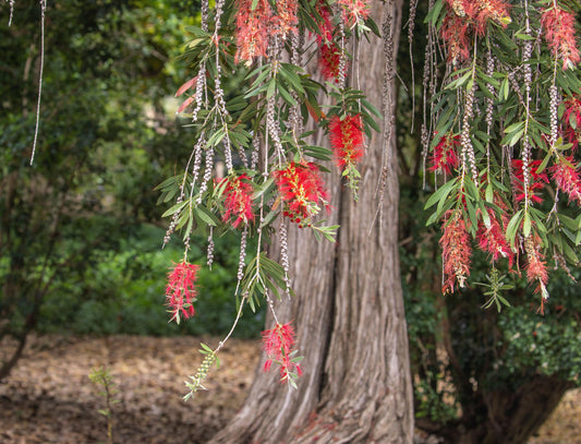 Callistemon Viminalis 'Little Silver' (Weeping Bottlebrush)