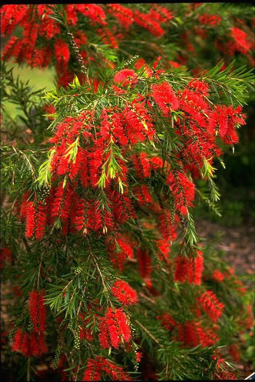 Callistemon Viminalis ‘Wilderness Red’ (Bottlebrush)