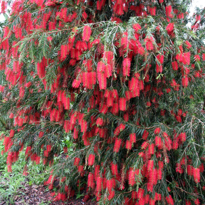 Callistemon Viminalis ‘Wilderness Red’ (Bottlebrush)