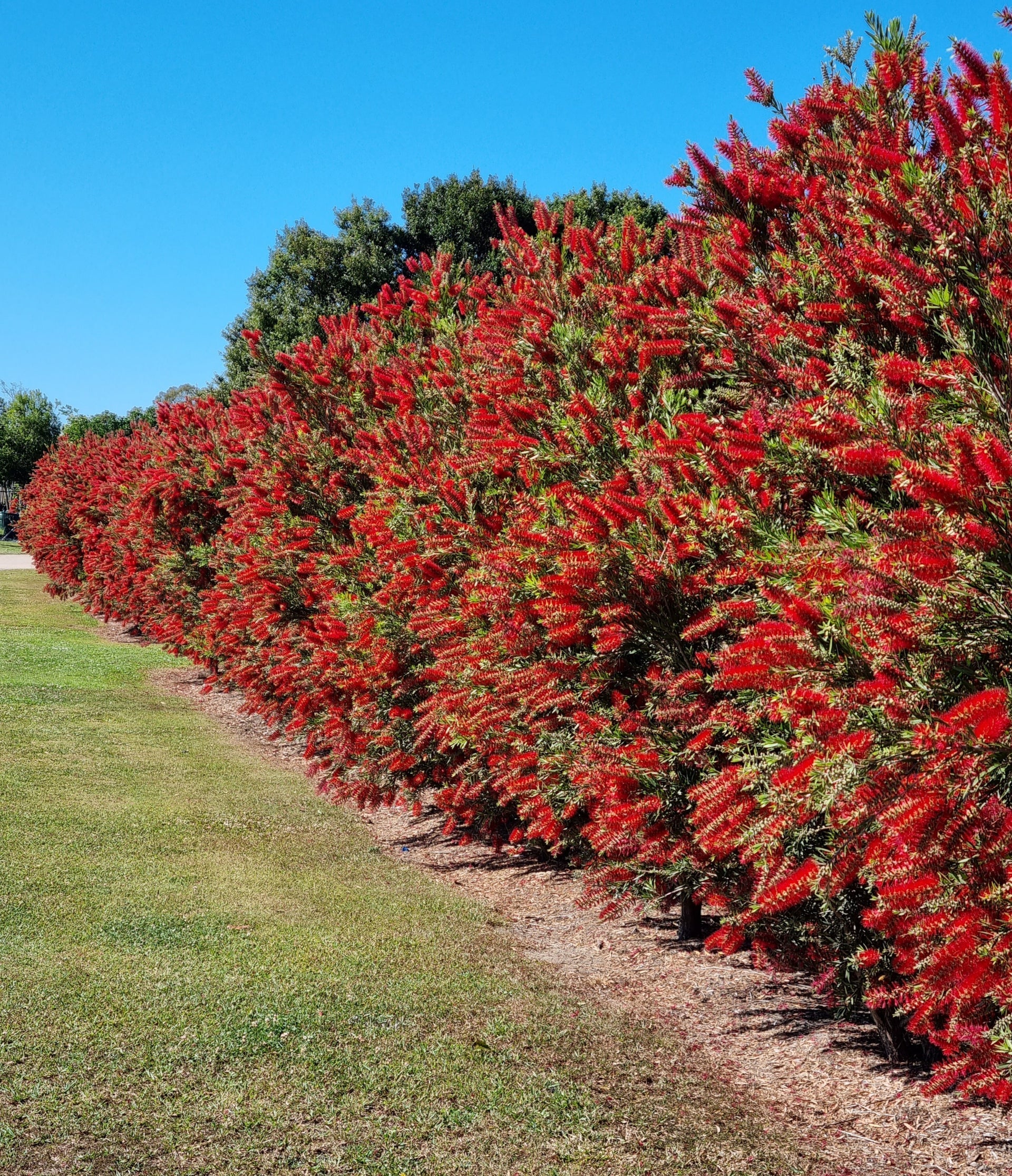 Callistemon Viminalis ‘Wilderness Red’ (Bottlebrush)