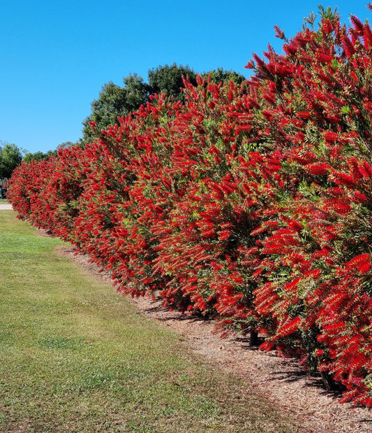 Callistemon Viminalis ‘Wilderness Red’ (Bottlebrush)