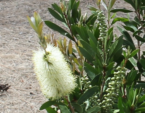 Callistemon ‘Icy Burst’™ (CNU01)
