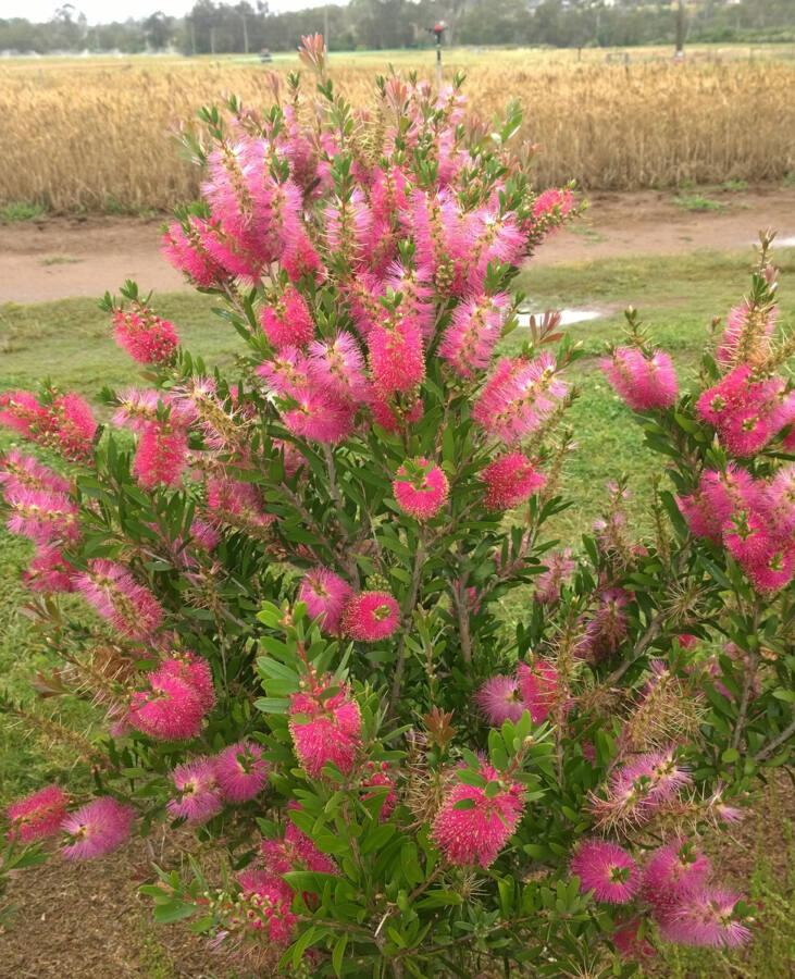 Callistemon ‘CNU19’ Fluro Burst™ (Bottlebrush)