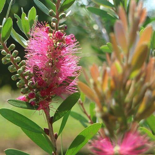 Callistemon ‘CNU19’ Fluro Burst™ (Bottlebrush)