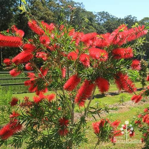 Callistemon ‘Firebrand’ (Bottlebrush)