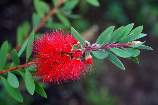 Callistemon ‘Firebrand’ (Bottlebrush)