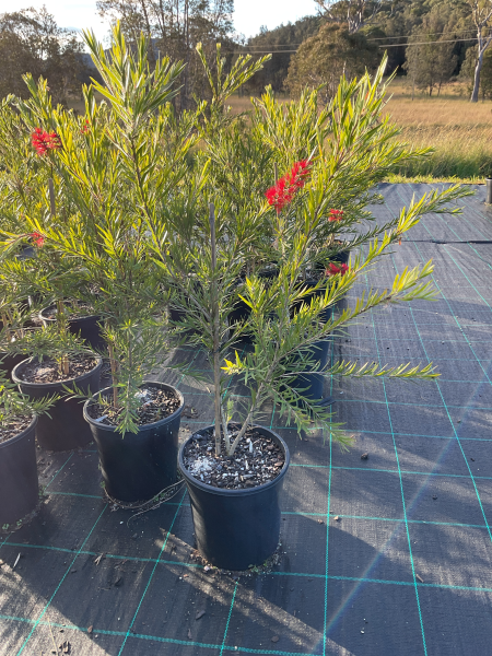 Callistemon Hannah Ray (Hannah Ray Bottlebrush)