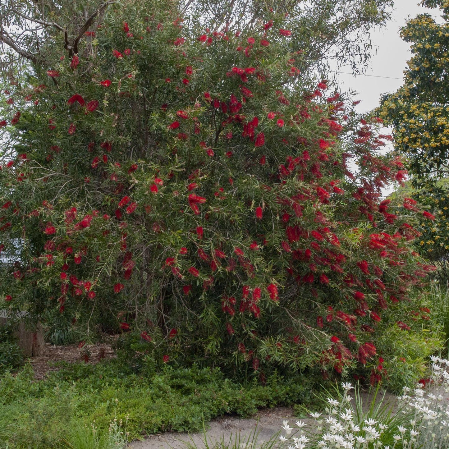 Callistemon Kings Park Special (Kings Park Bottlebrush)