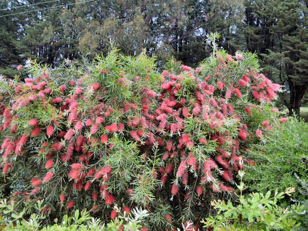 Callistemon Kings Park Special (Kings Park Bottlebrush)