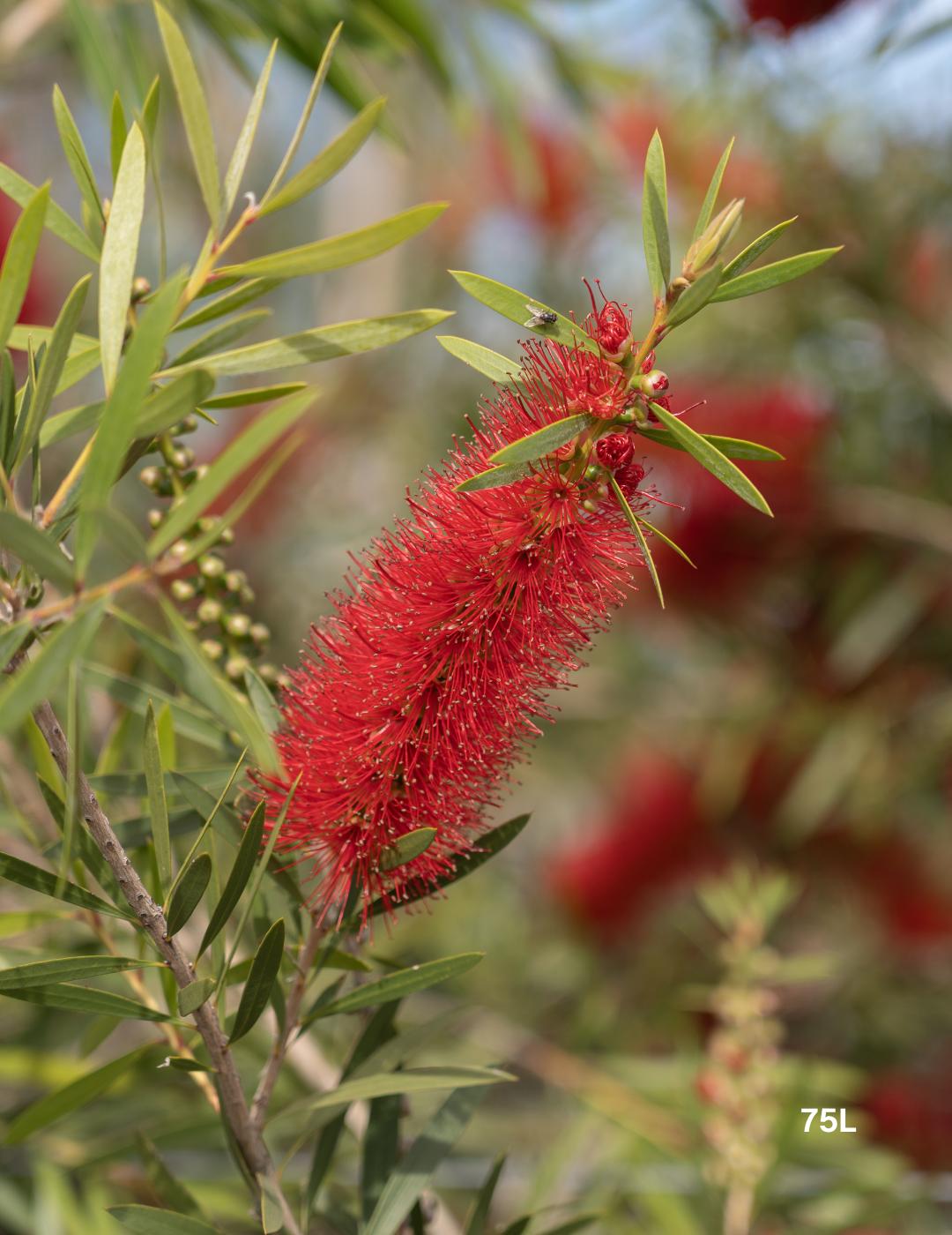 Callistemon Kings Park Special (Kings Park Bottlebrush)