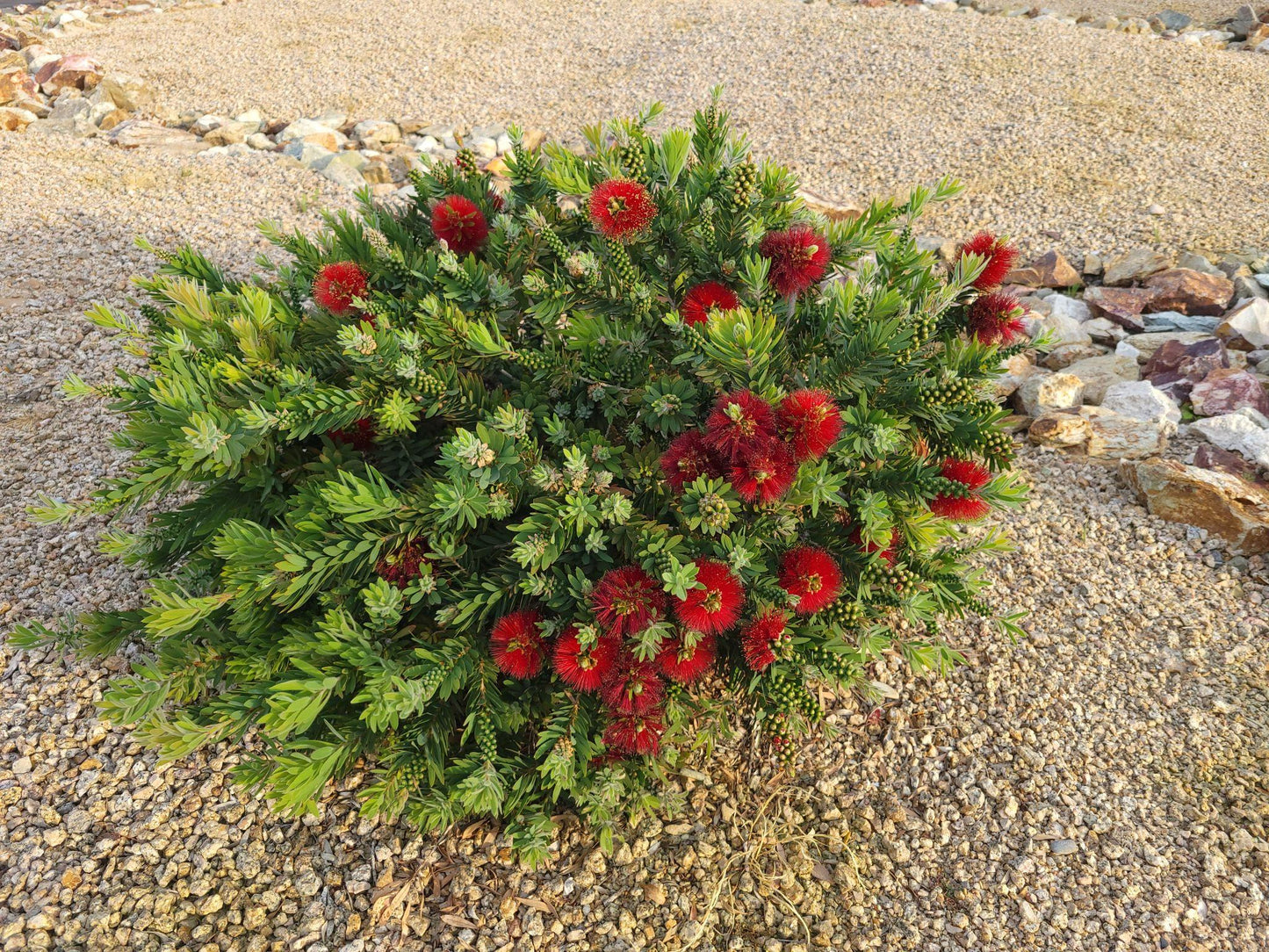 Callistemon ‘Little John’ (Dwarf Bottlebrush)