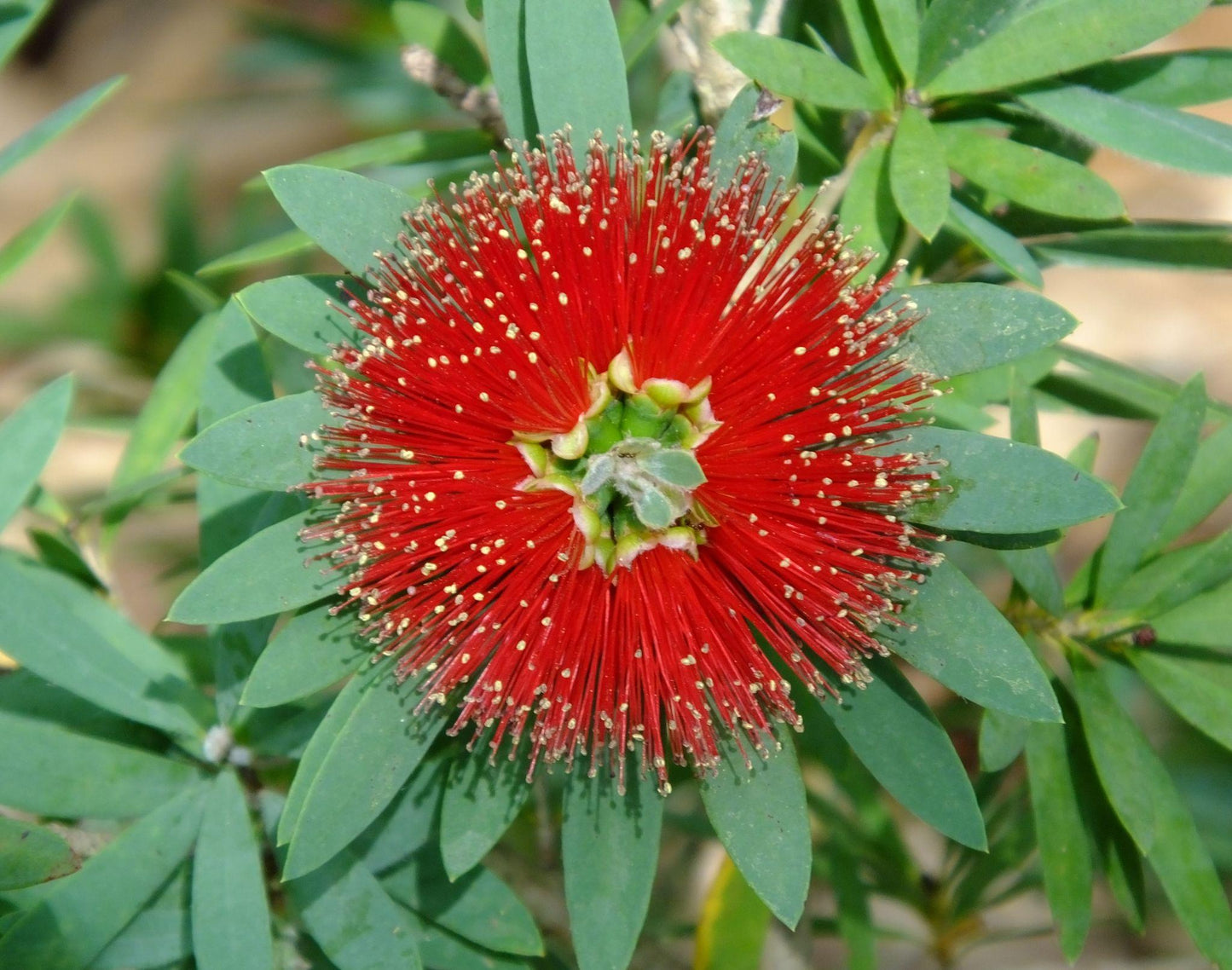 Callistemon ‘Little John’ (Dwarf Bottlebrush)