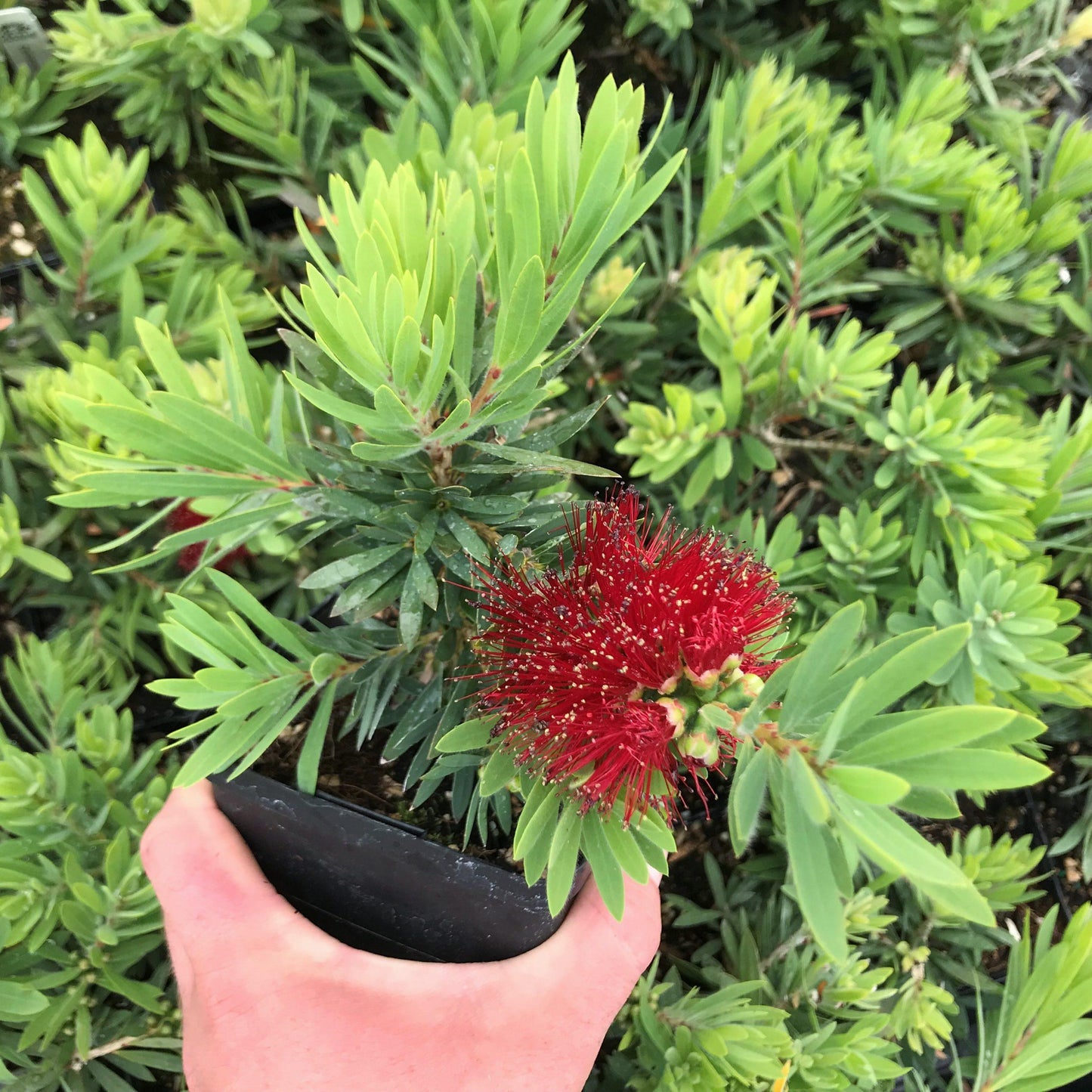 Callistemon ‘Little John’ (Dwarf Bottlebrush)